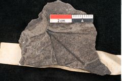 Foto (Objekt + Etikett) von Aralia tasmani Ettingshausen (NHMW-GEO-2024-0188-10159)
